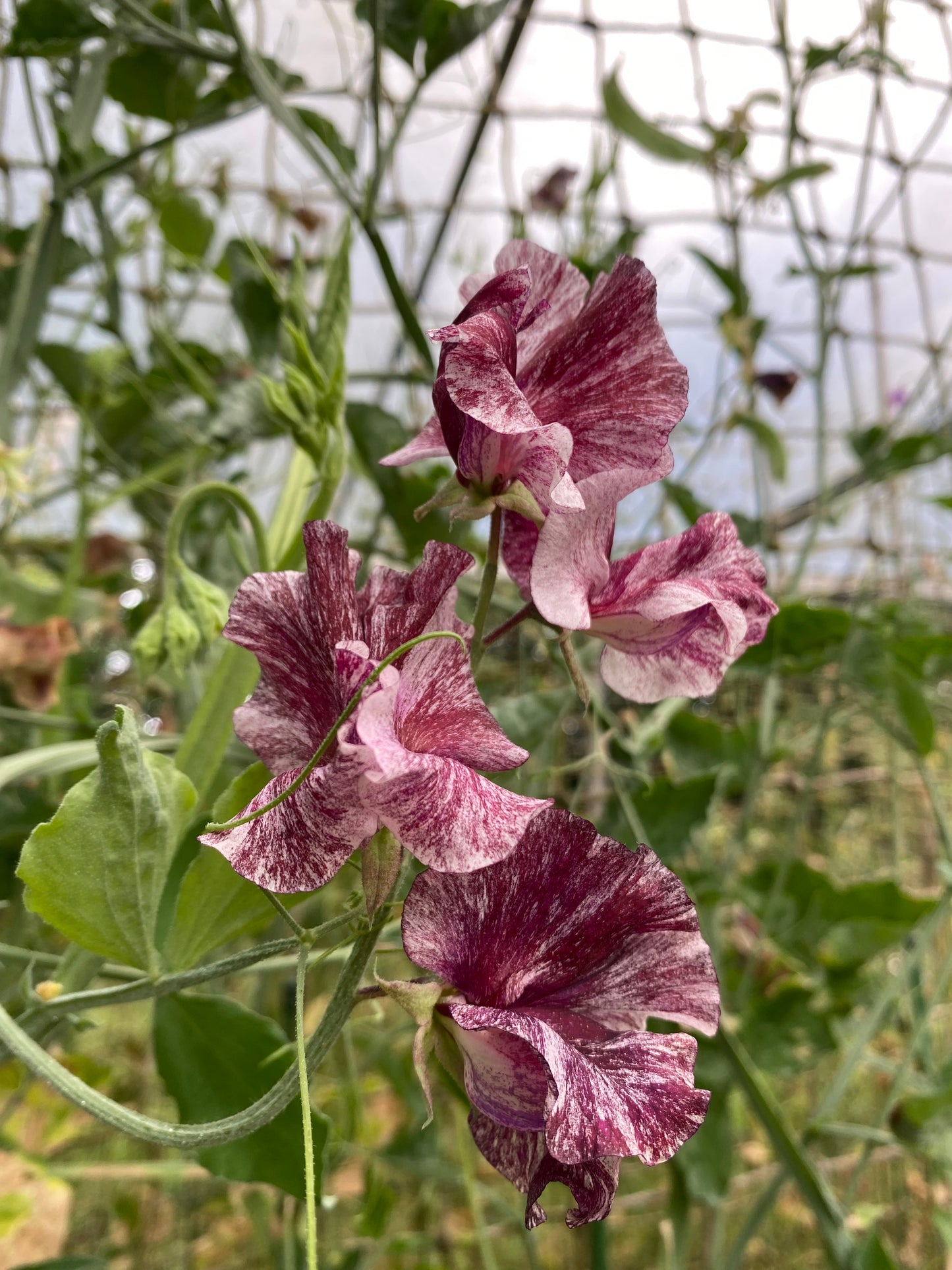 Sweet Pea 'Chocolate Flake' NEW!
