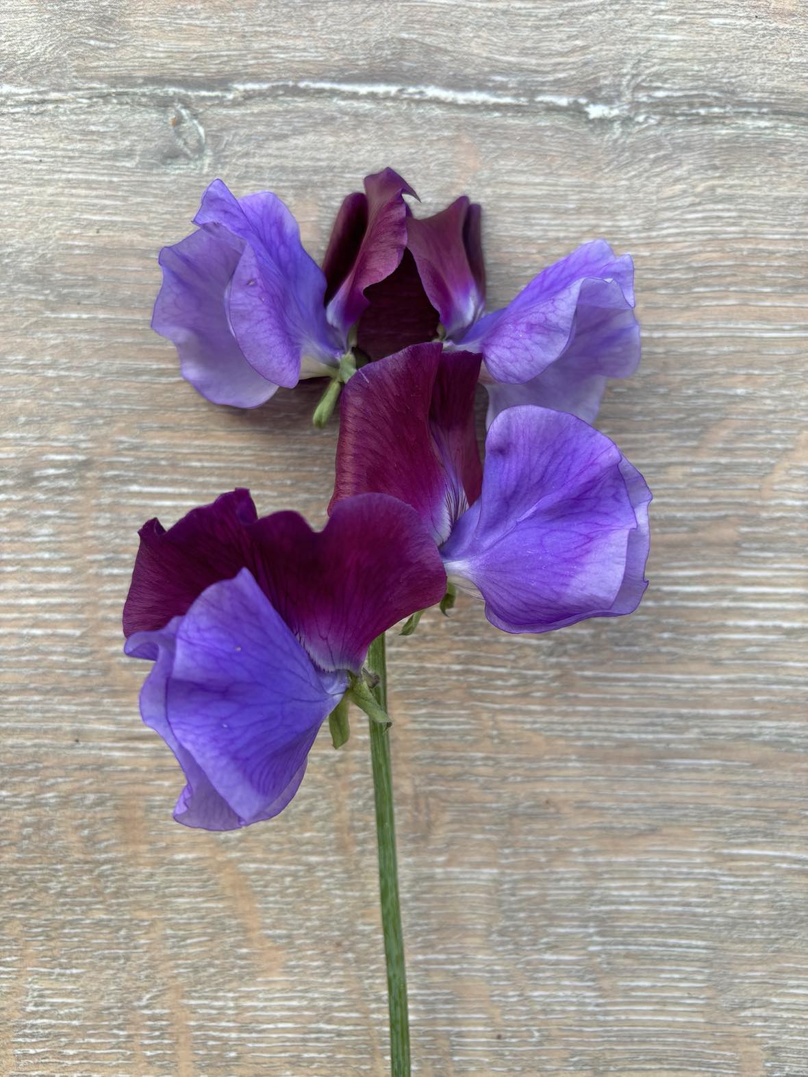 Sweet Pea 'Cocktail' NEW!