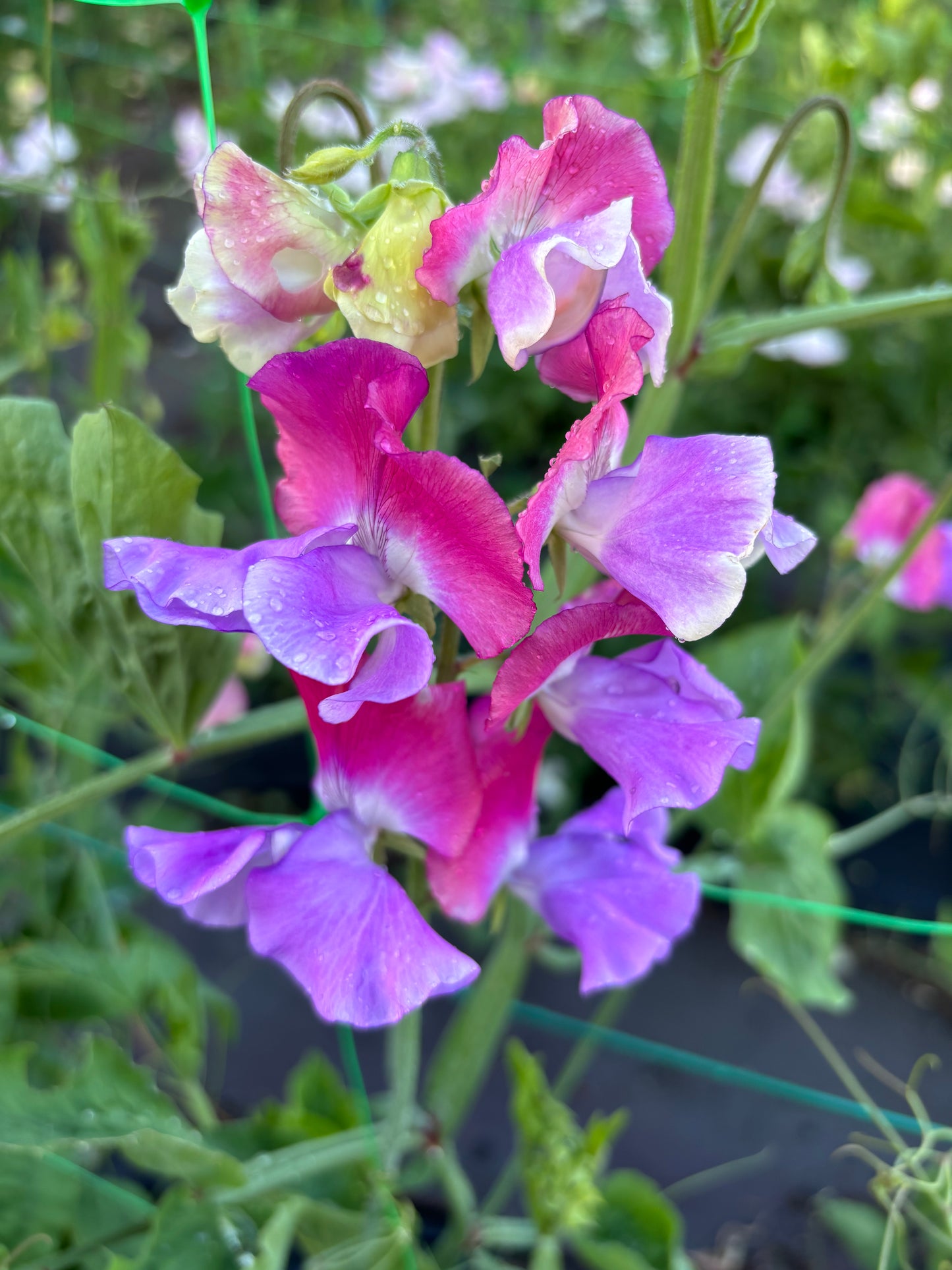 Sweet Pea 'Ella Mountbatten' NEW!