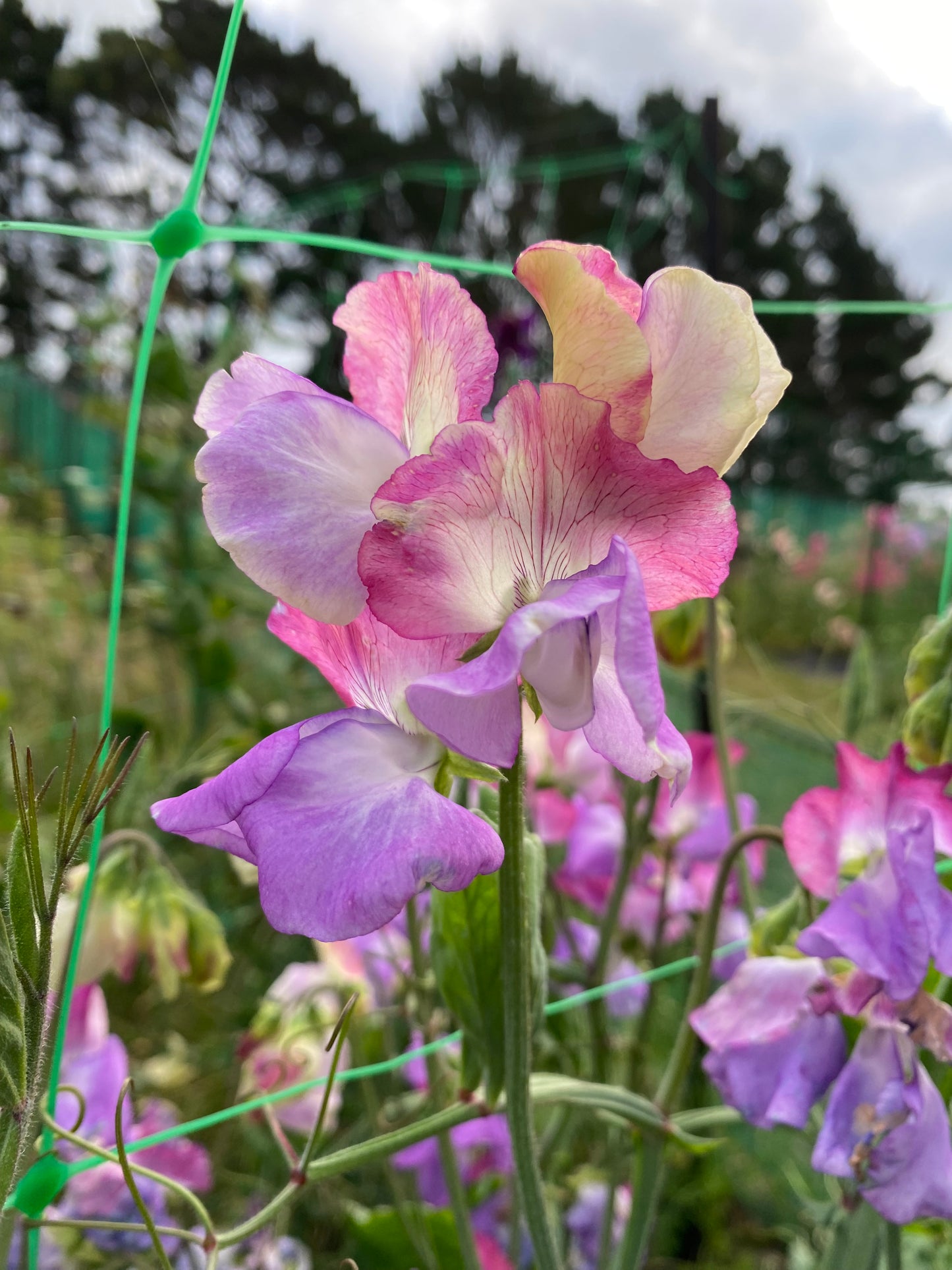 Sweet Pea 'Enchante'