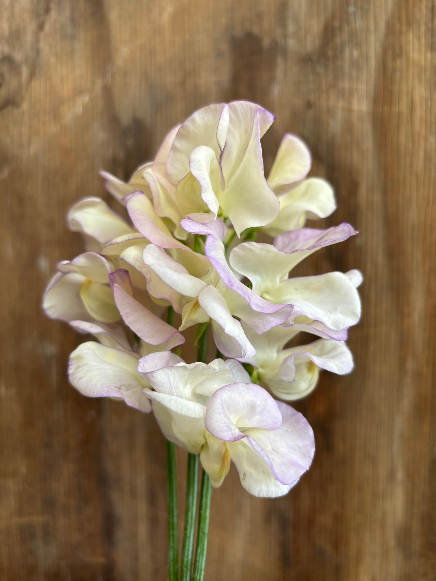 Sweet Pea 'High Scent'
