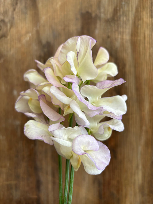 Sweet Pea 'High Scent'