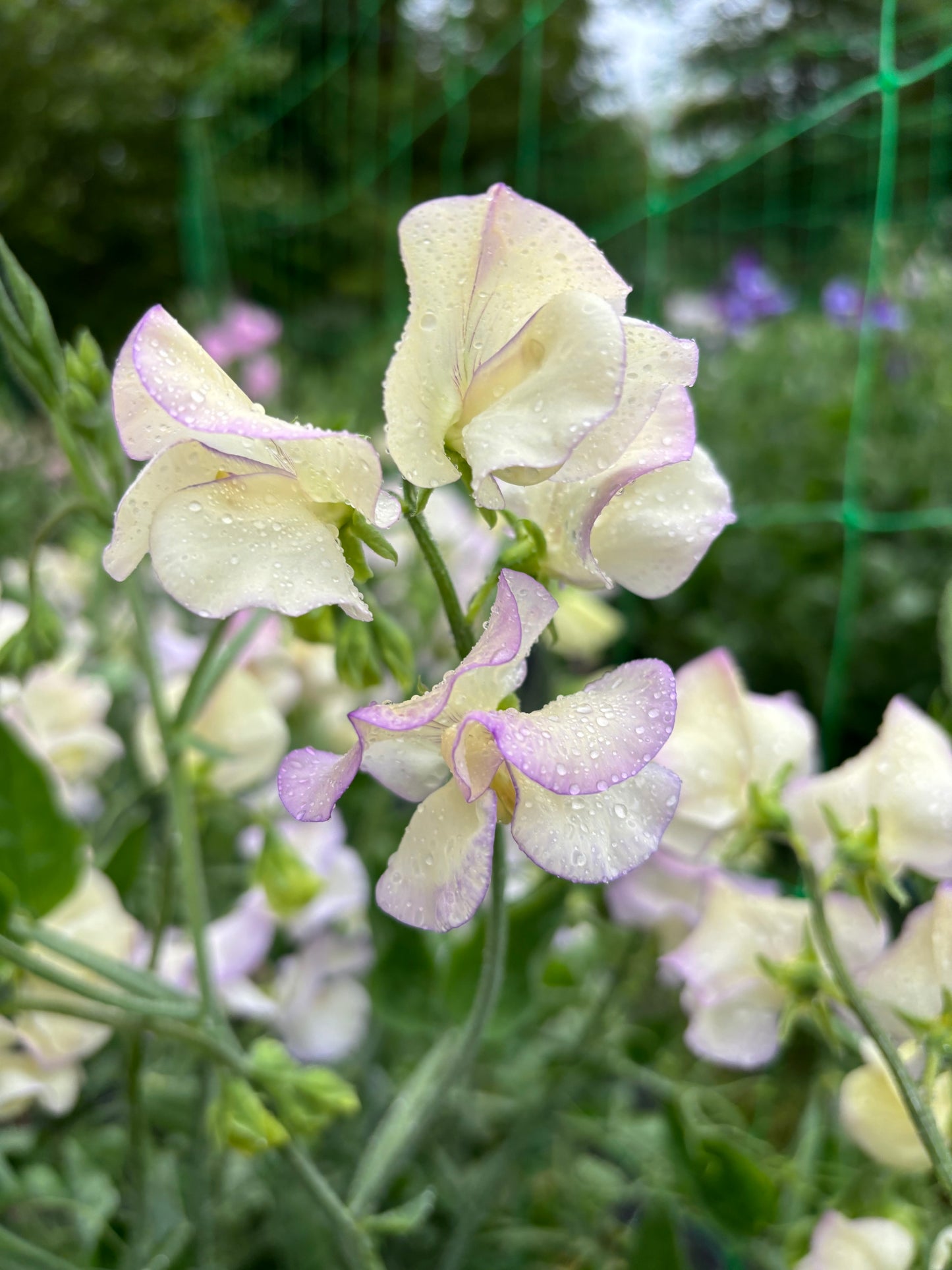 Sweet Pea 'High Scent'