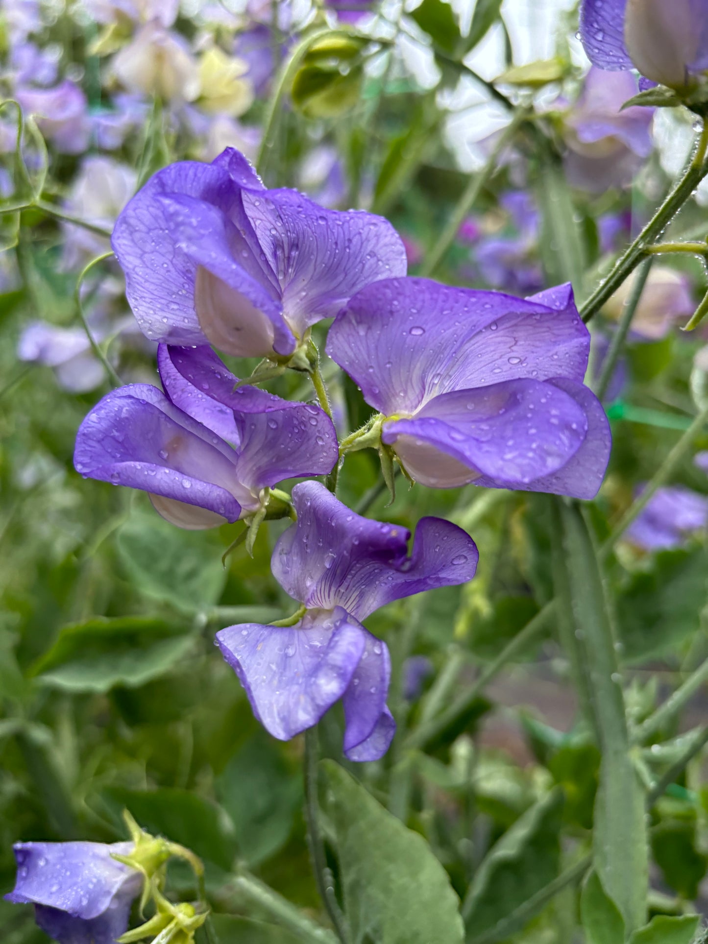 Sweet Pea 'Kingfisher' NEW!