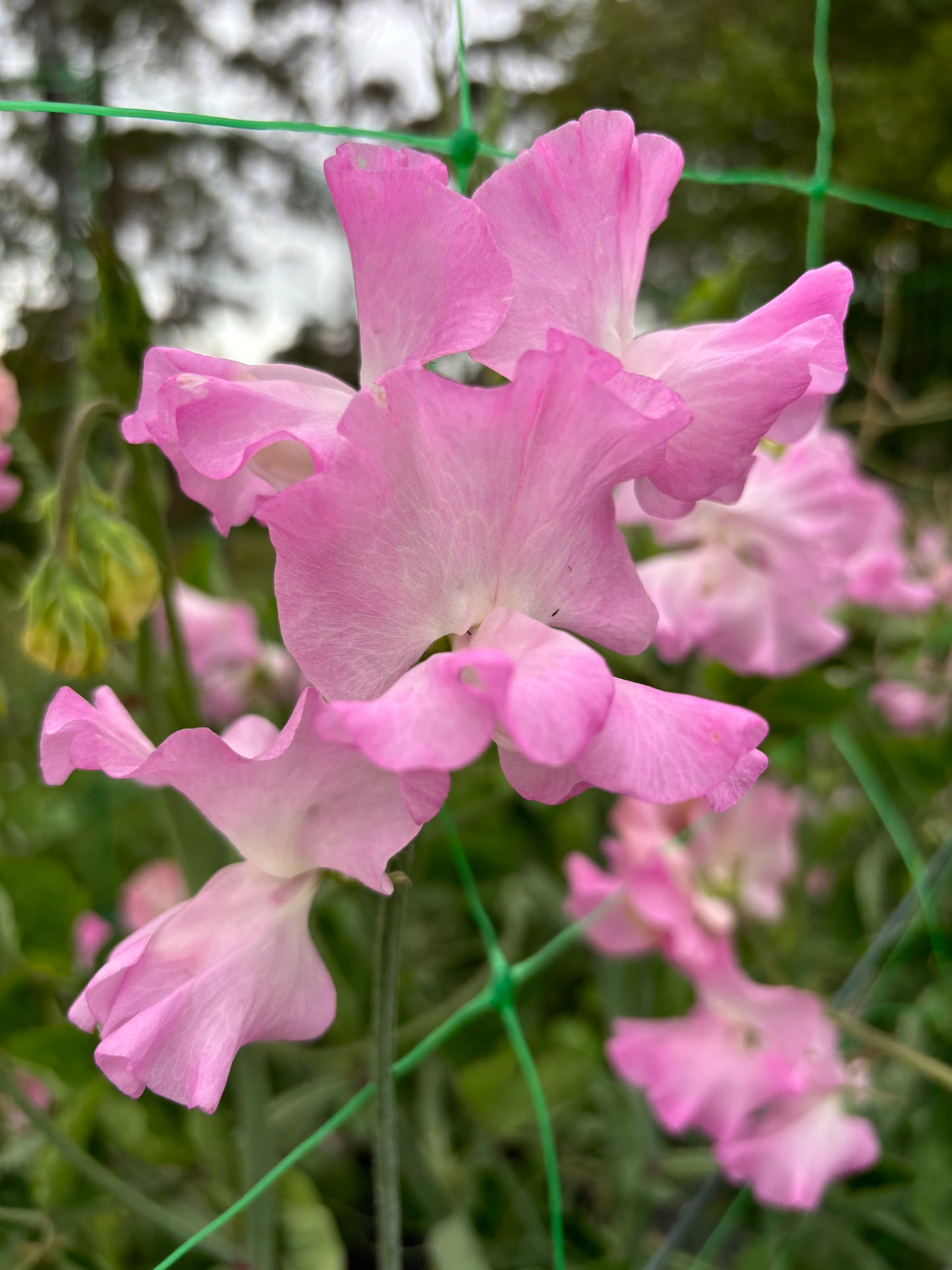 Sweet Pea 'Lilac Romance' NEW!