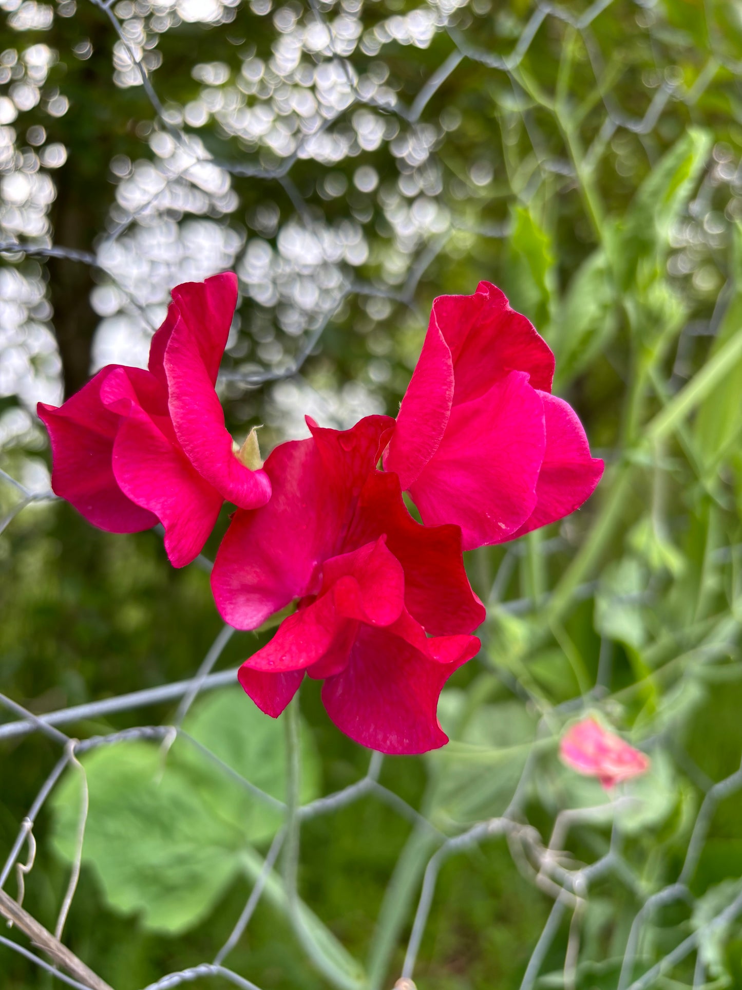 Sweet Pea 'Lipstick' NEW!