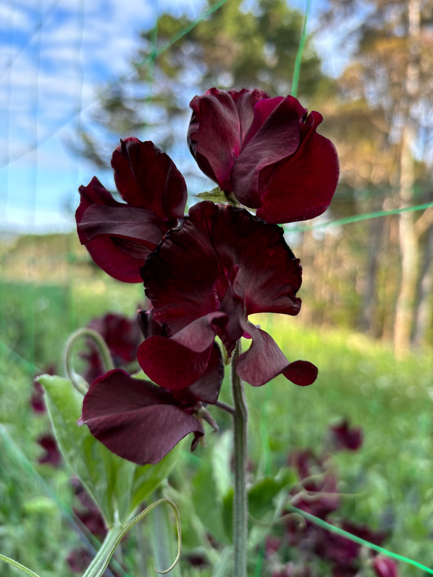 Sweet Pea 'Mahogany' NEW!