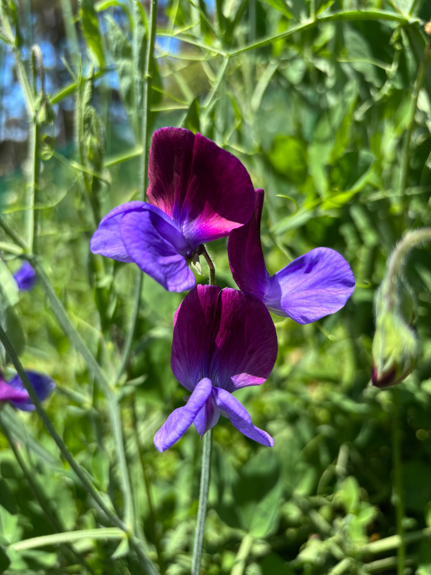 Sweet Pea 'Matucana' NEW!