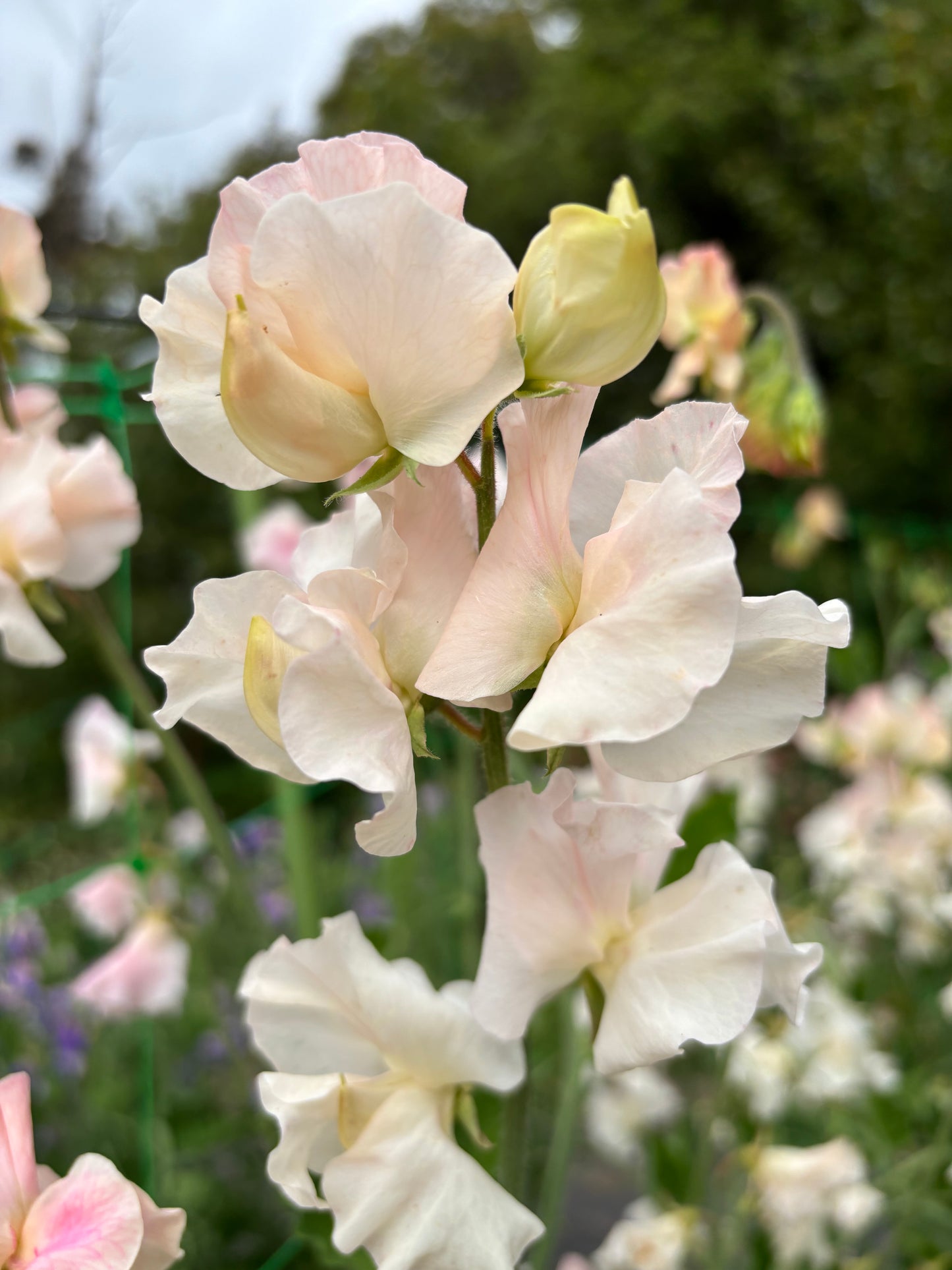 Sweet Pea 'Piggy Sue'