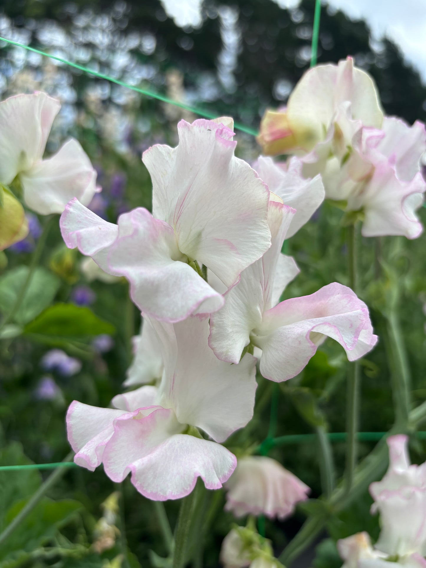 Sweet Pea 'Queen of Hearts' NEW!