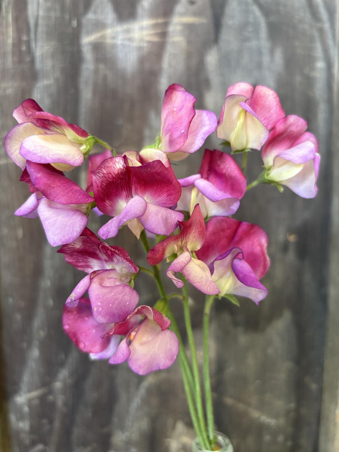 Sweet Pea 'Spanish Dancer' / 'Painted Porcelain' NEW!