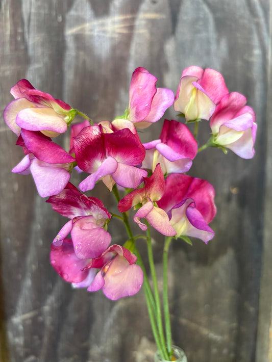 Sweet Pea 'Spanish Dancer' / 'Painted Porcelain' NEW!