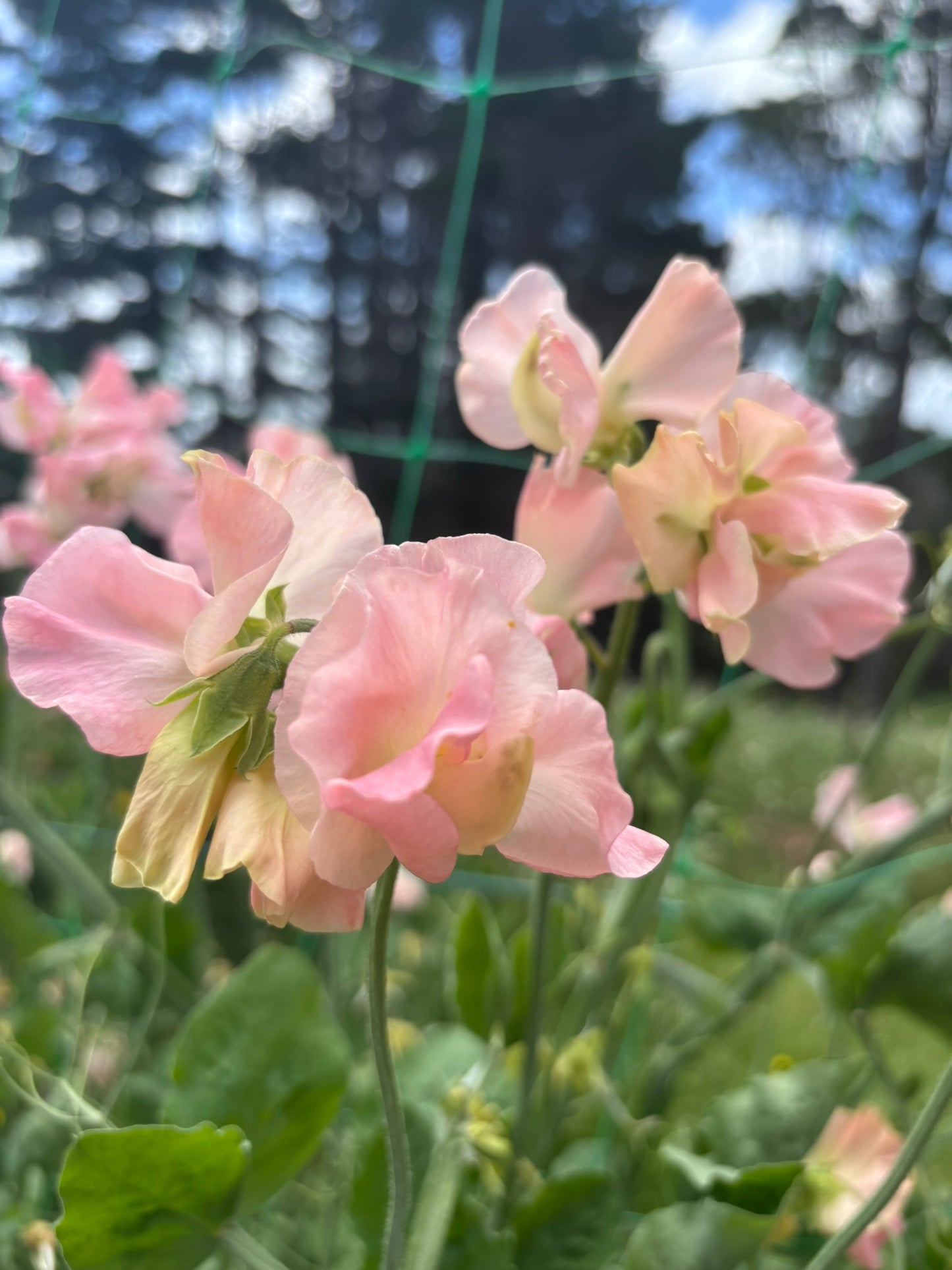 Sweet Pea 'Terry Wogan' NEW!