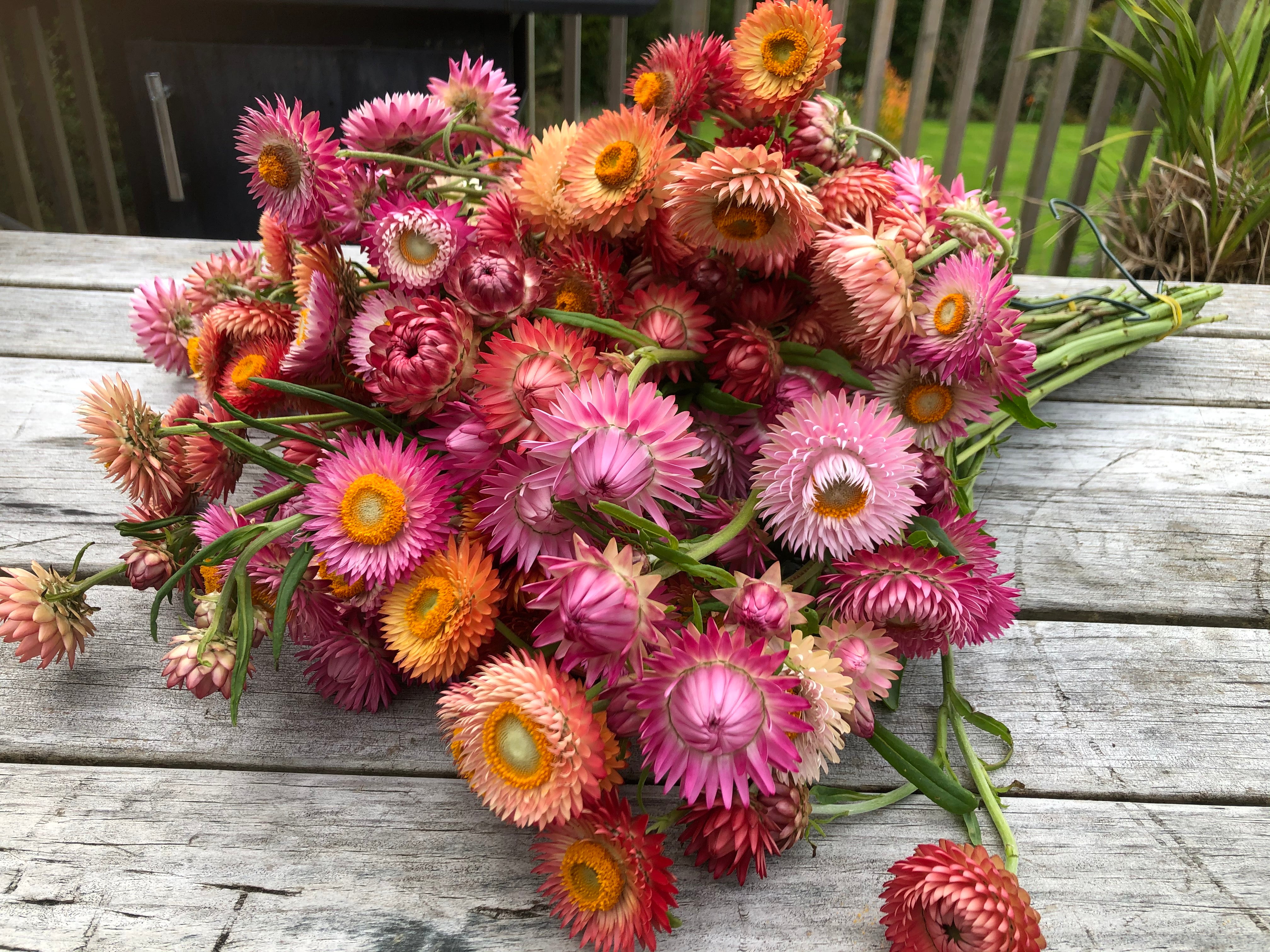 Swiss Giants Blend Strawflower Seeds