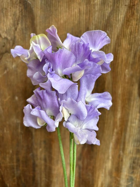 Sweet Pea 'Alison Louise' NEW!