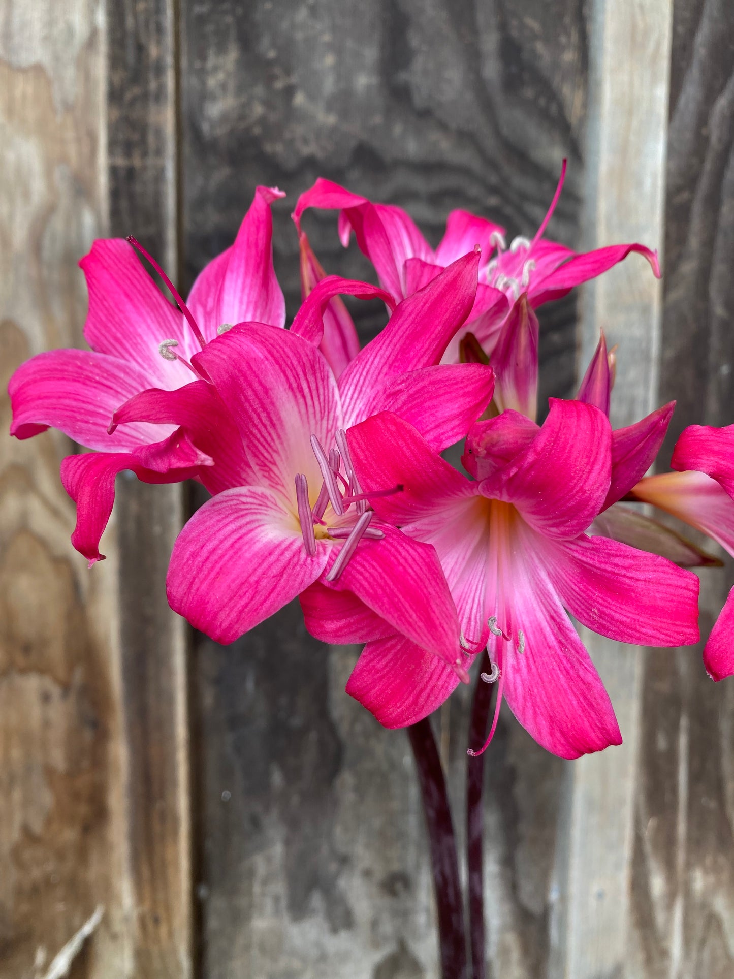 Amaryllis belladonna mixed NEW!