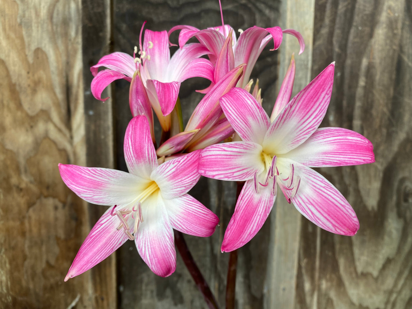 Amaryllis belladonna mixed NEW!