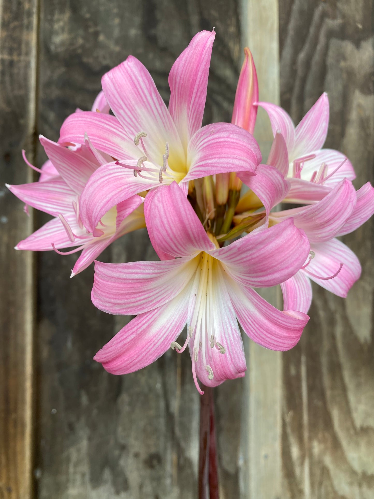 Amaryllis belladonna mixed NEW!