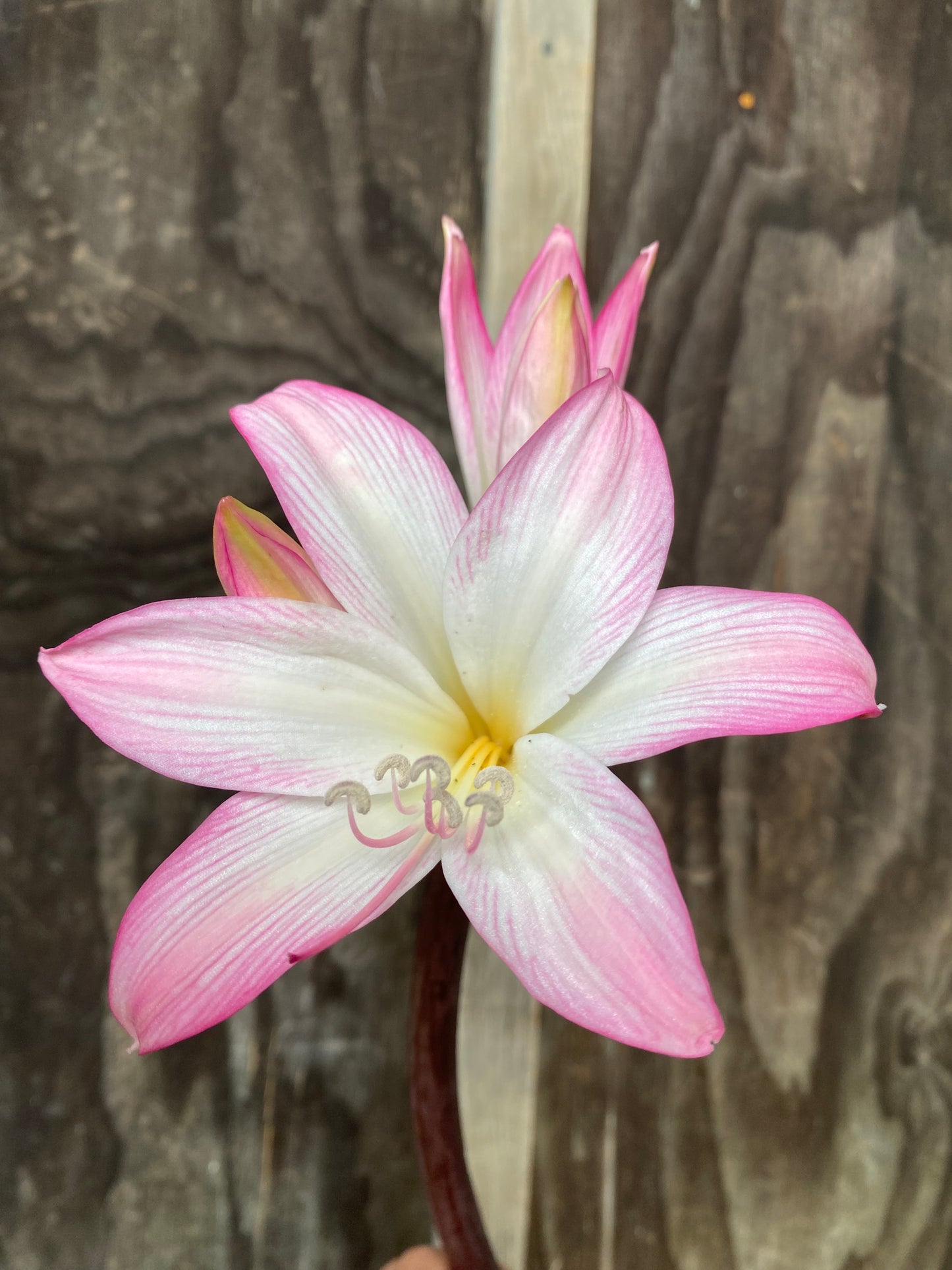 Amaryllis belladonna mixed NEW!