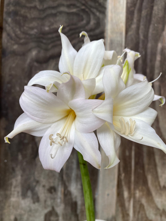 Amaryllis belladonna white NEW!