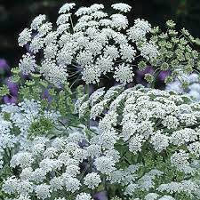 Ammi 'Graceland'