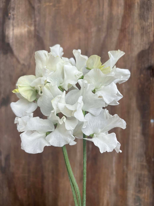 Sweet Pea 'Aoraki'