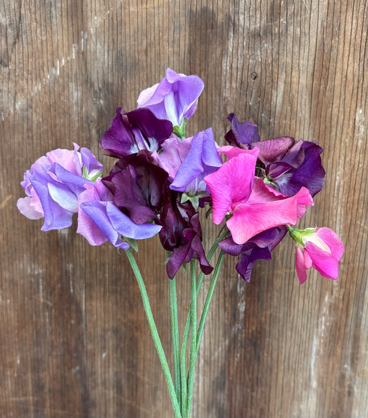 Sweet Pea 'Appalachia' NEW!