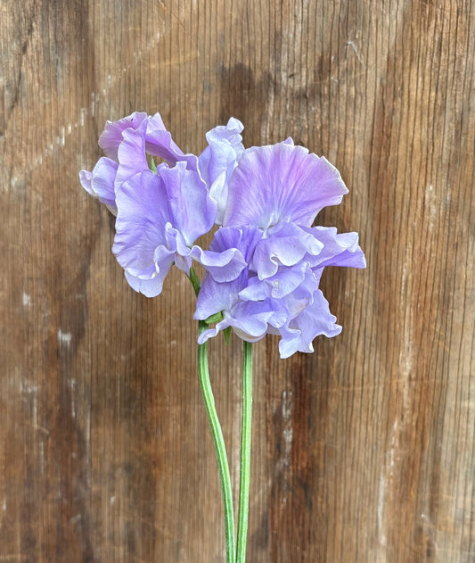 Sweet Pea 'Ballerina Blue' NEW!