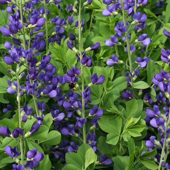 Baptisia australis NEW! – Garden on the Hill