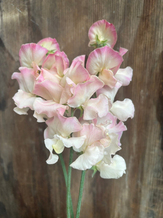 Sweet Pea 'Bix'