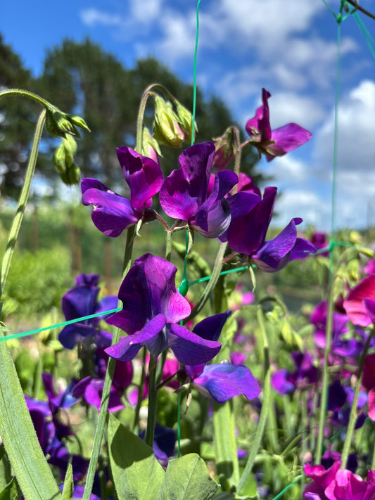 Sweet Pea 'Blue Shift' NEW!