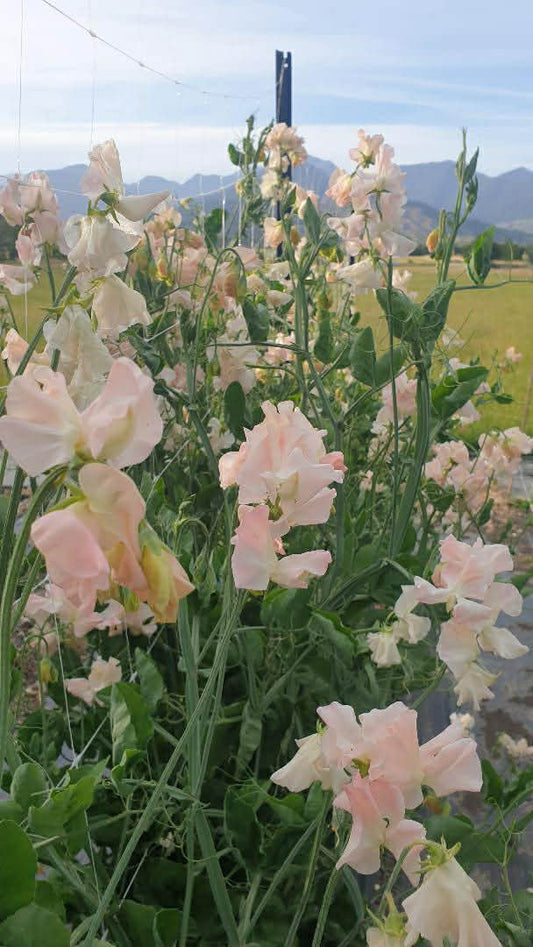 Sweet Pea 'Castlewellan' NEW!