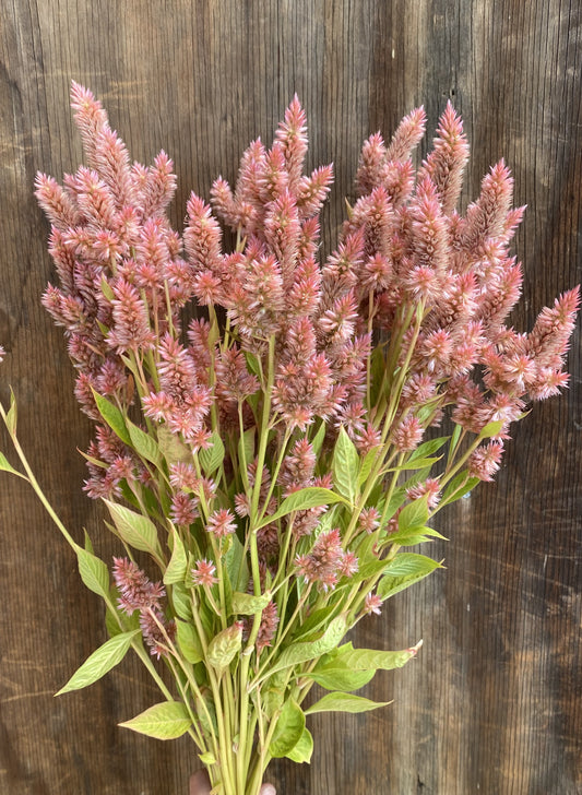 Celosia Terracotta