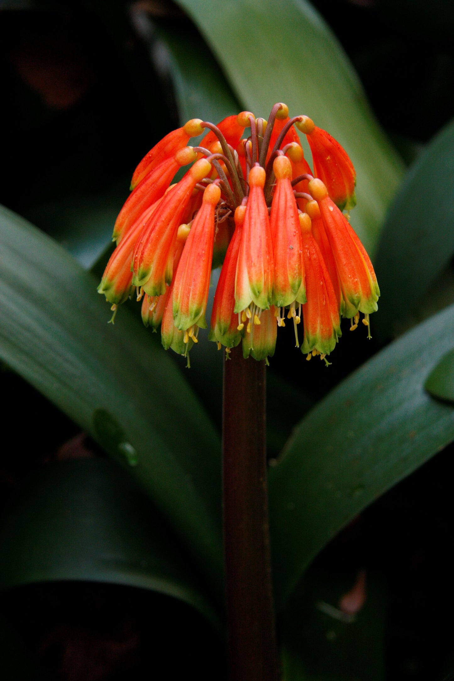 Clivia 'Woodland Glory'