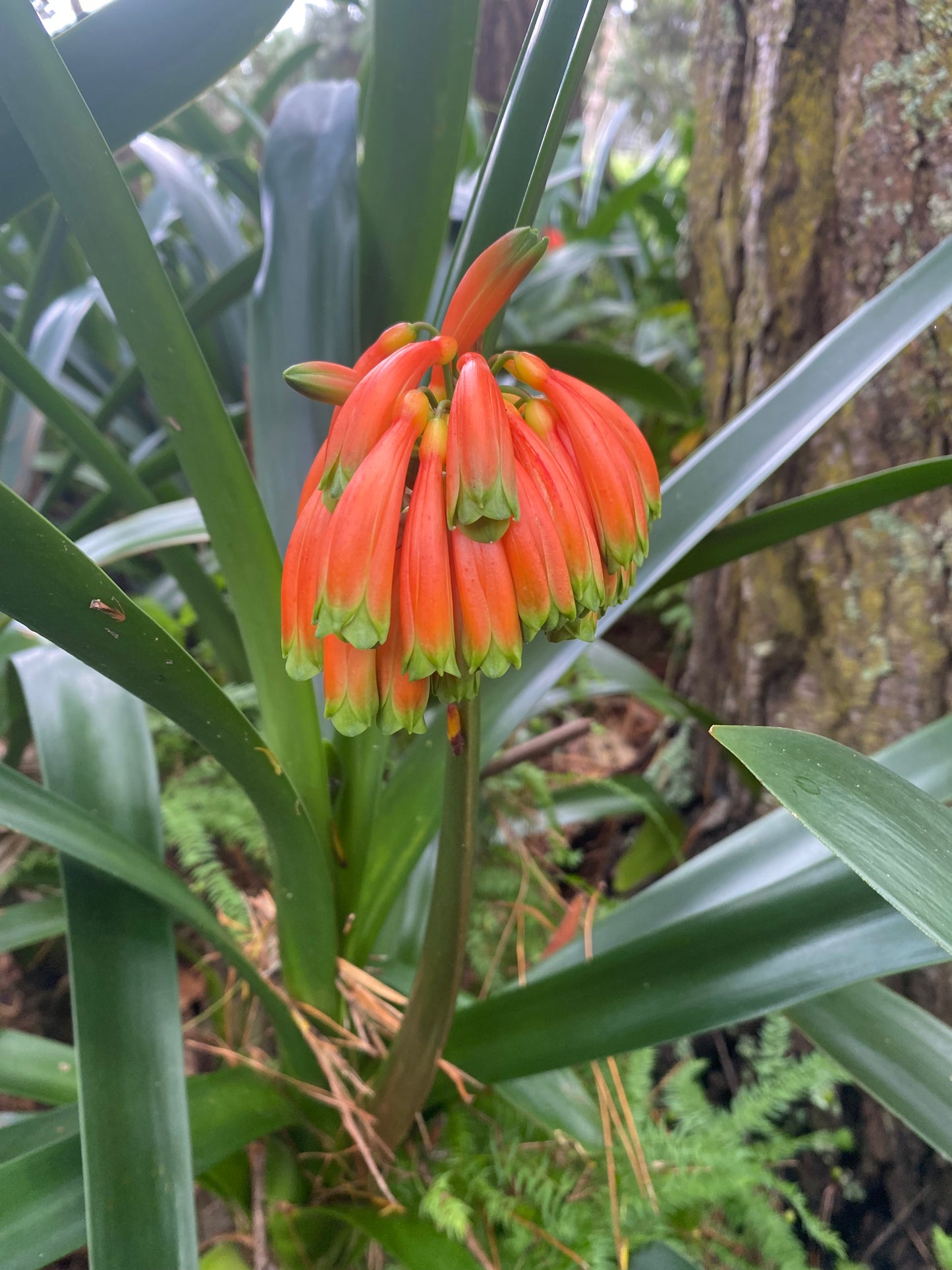 Clivia caulescens