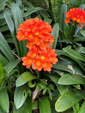 Clivia miniata red/orange