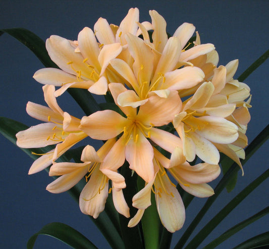 Clivia miniata pastel