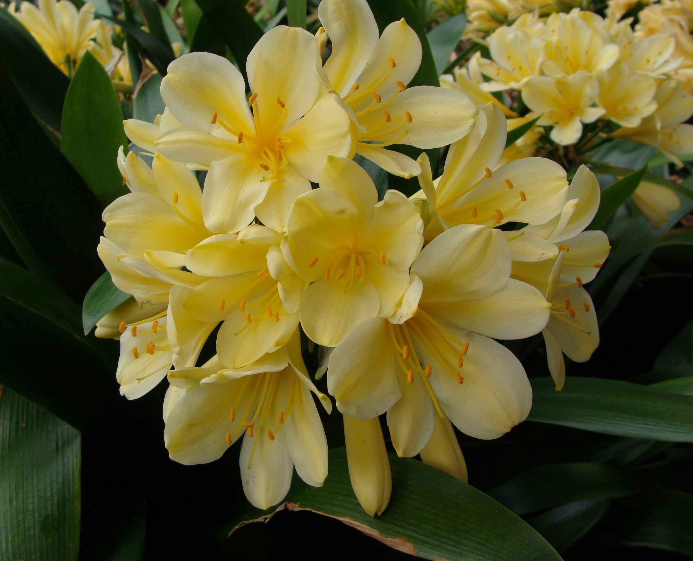 Yellow Clivia Clivia miniata yellow - Seed – Garden on the Hill