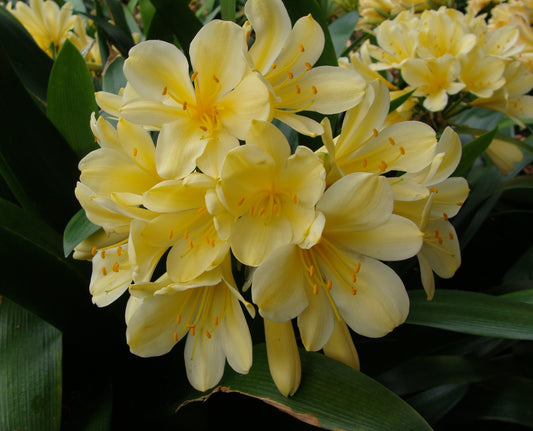 Clivia miniata yellow