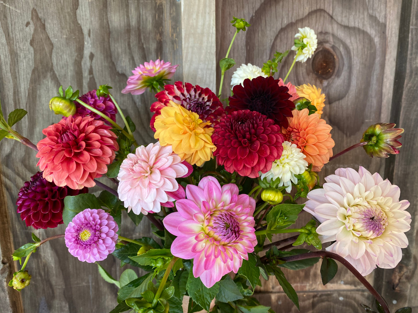 Dahlia Mystery Mix