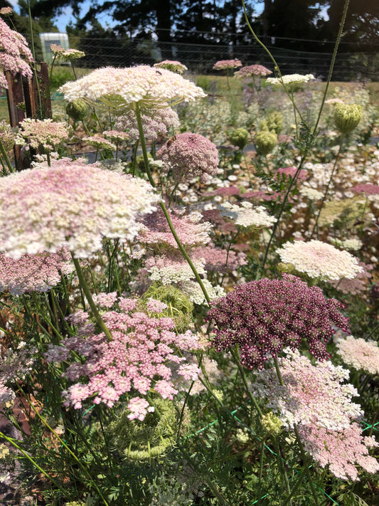 Daucus mixed