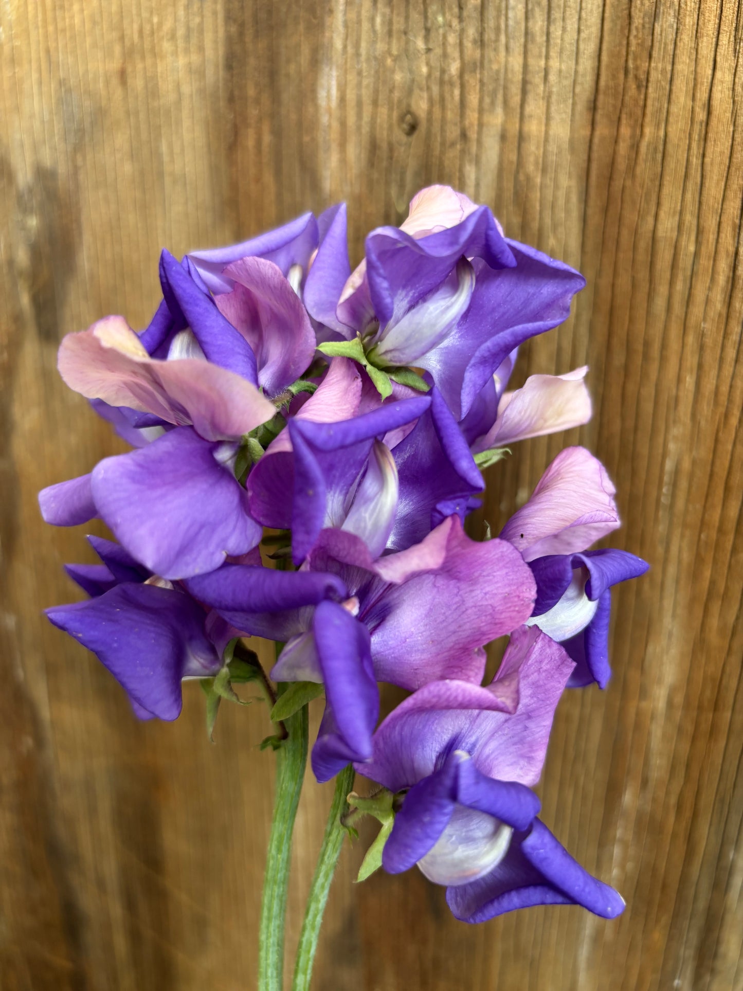Sweet Pea 'Erewhon' NEW!