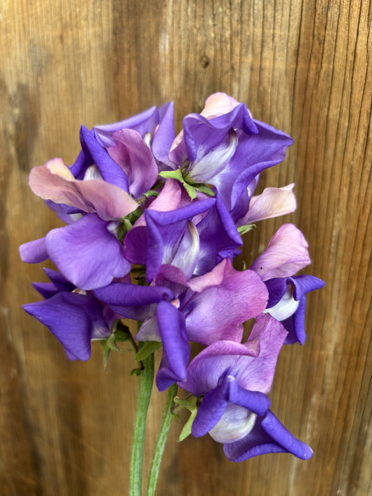 Sweet Pea 'Erewhon' NEW!