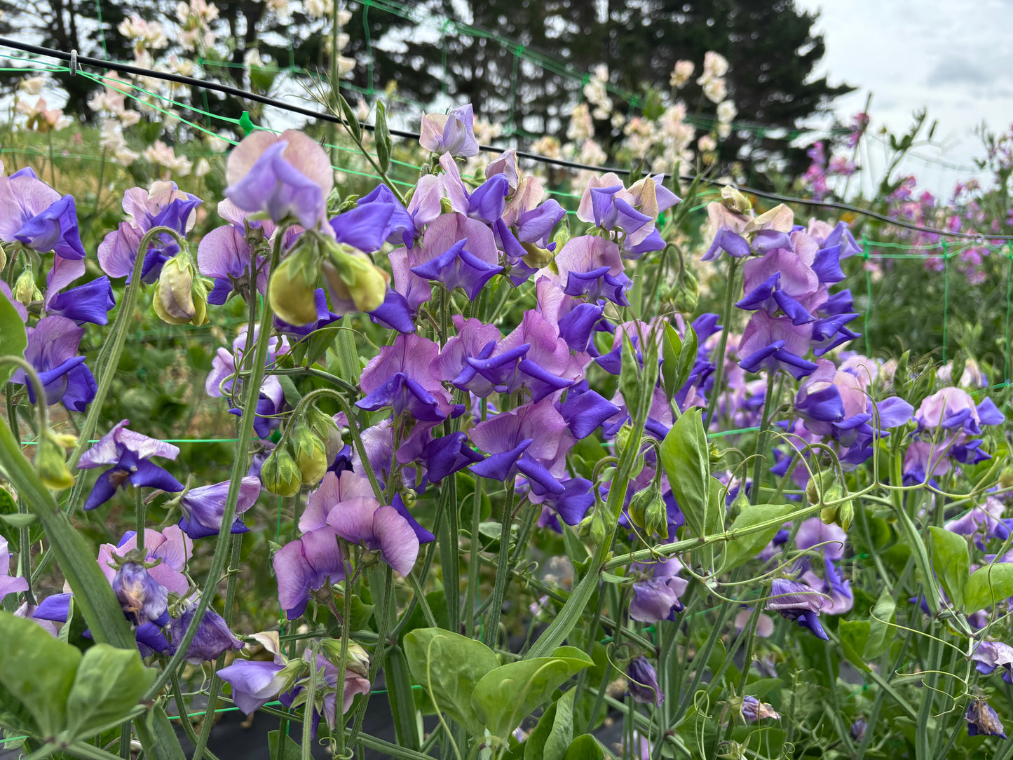 Sweet Pea 'Erewhon' NEW!