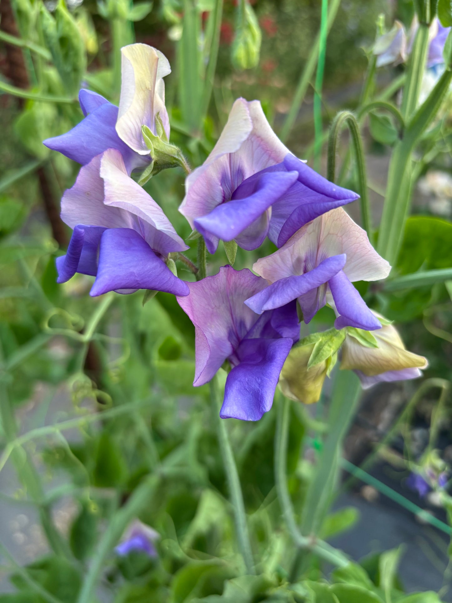 Sweet Pea 'Erewhon' NEW!