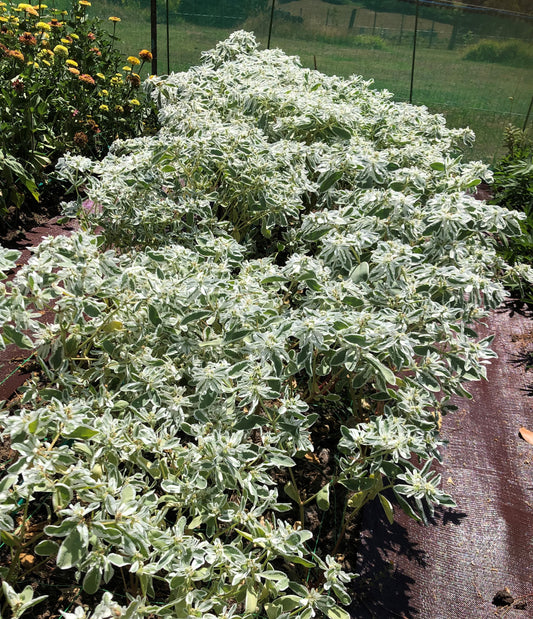 Euphorbia 'Kilimanjaro'