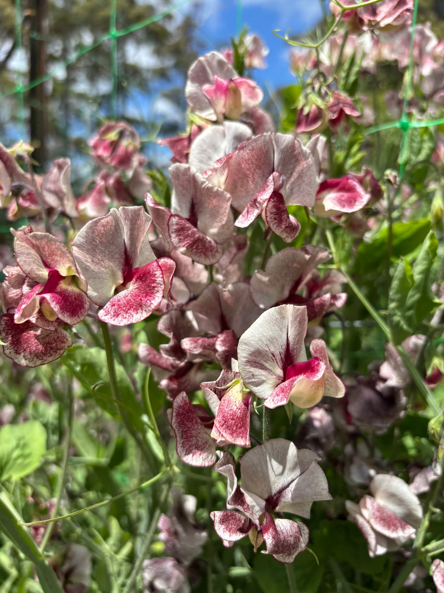 Sweet Pea 'Fantasy' NEW!