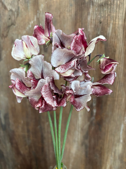 Sweet Pea 'Fantasy' NEW!