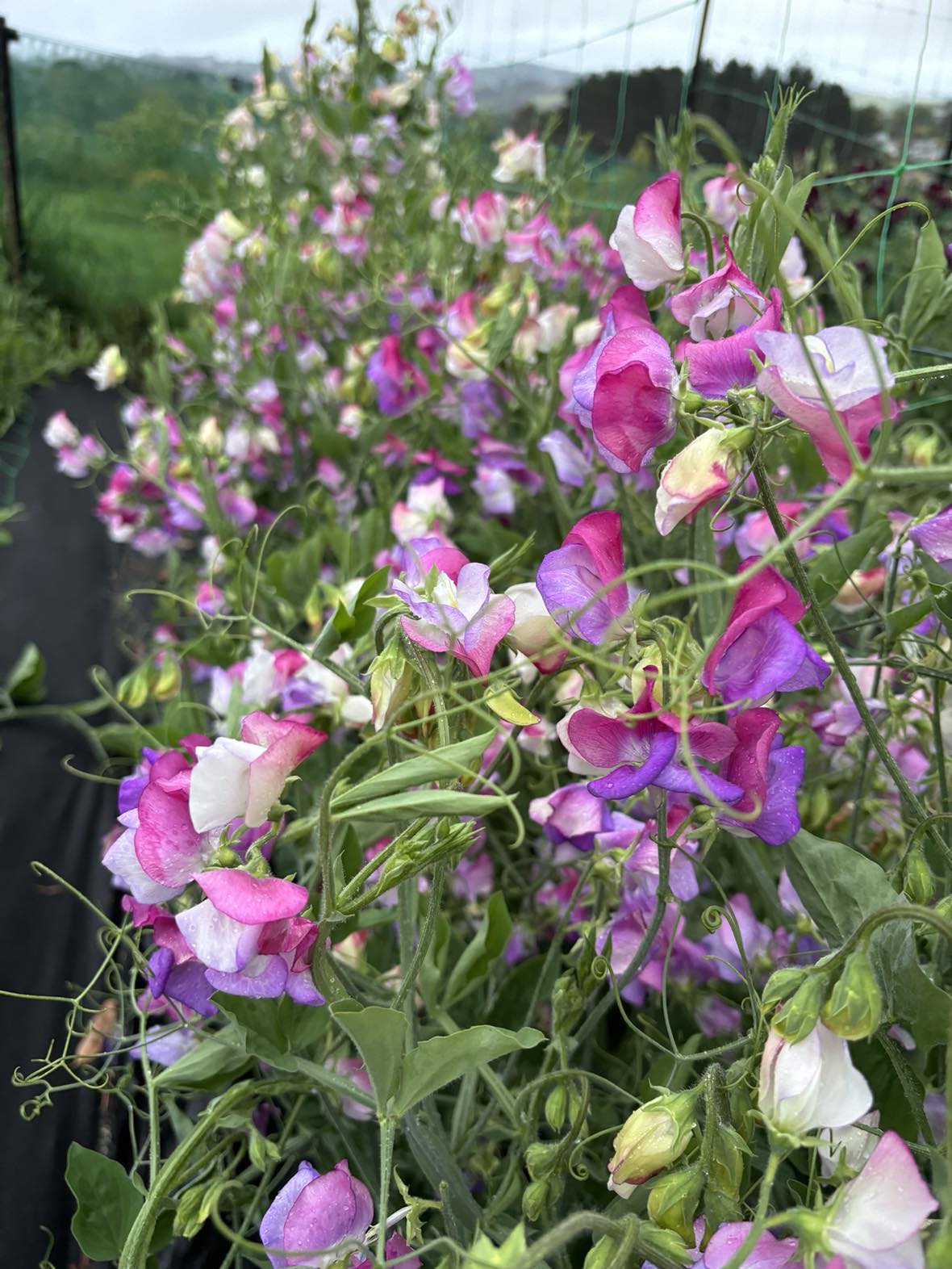Sweet Pea 'Old Fashioned Mixed' NEW