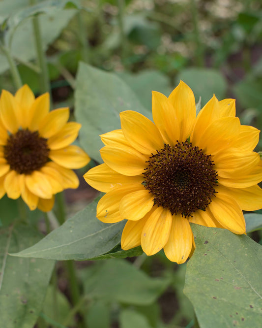 Helianthus 'Sunrich Provence Summer'